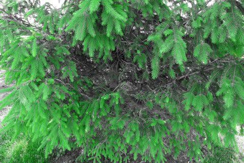 green-pop-tree
