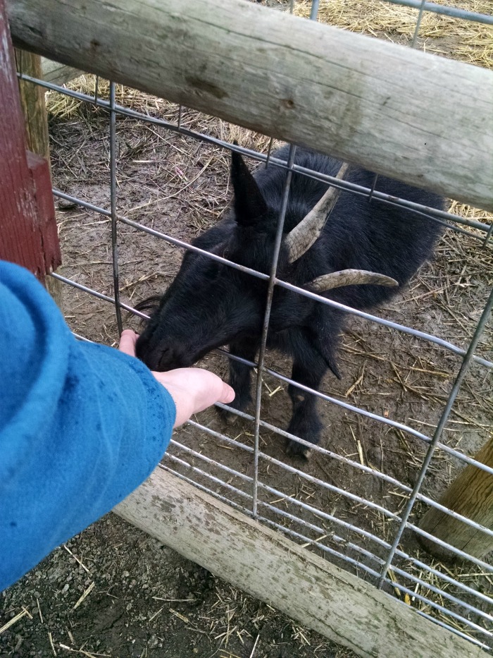 feeding-goat